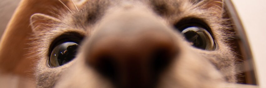 _callbella's profile banner image