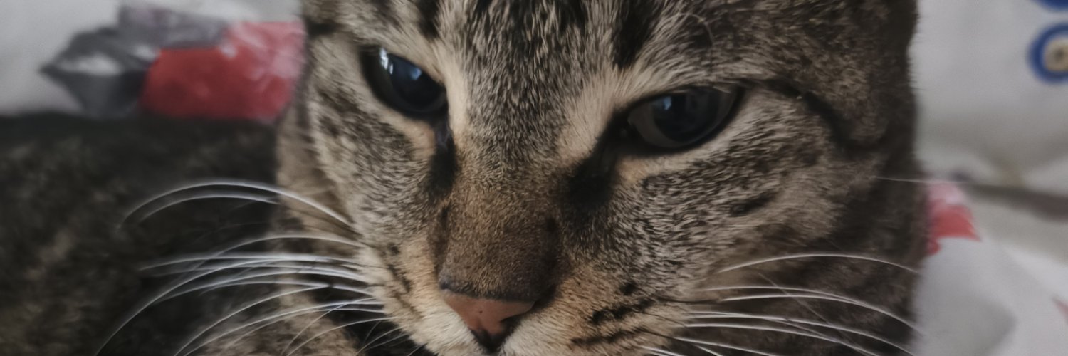 KittyyCattt10's profile banner image