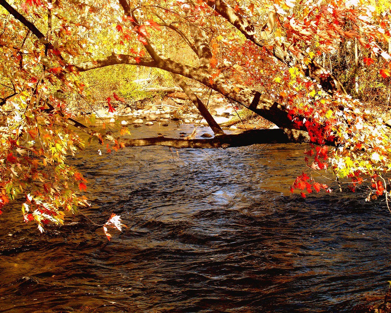 cil_esra's profile banner image