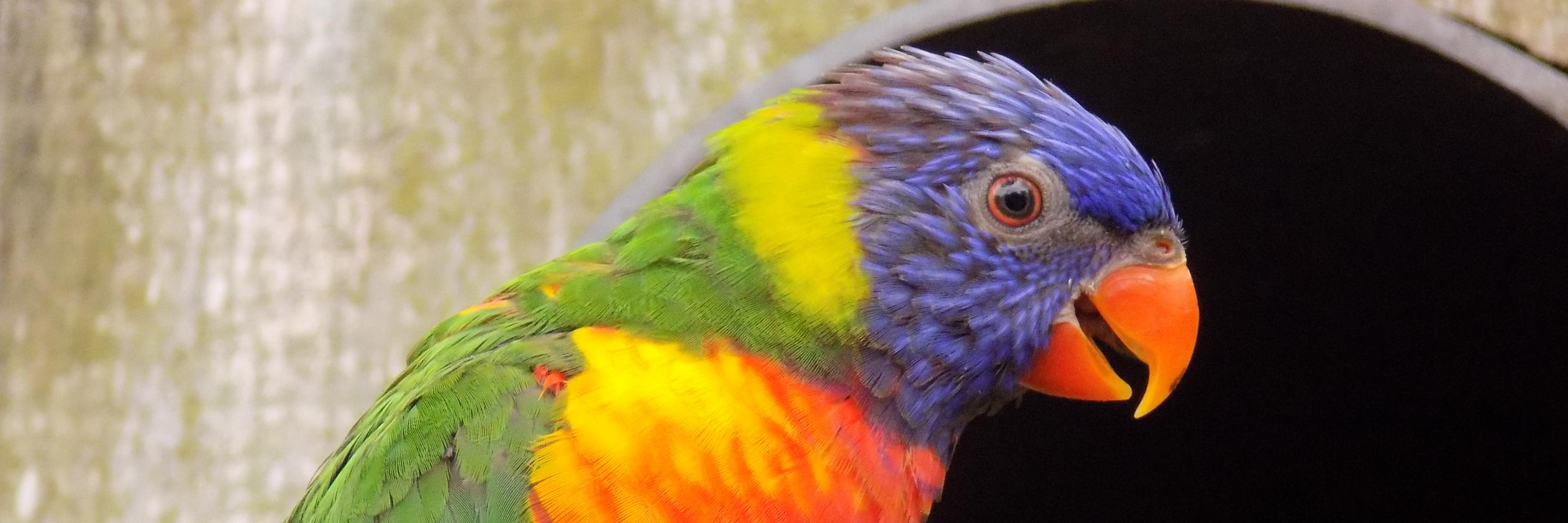 FredNinoo's profile banner image