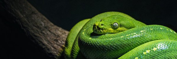 ScyllaSillySnek Profile Banner