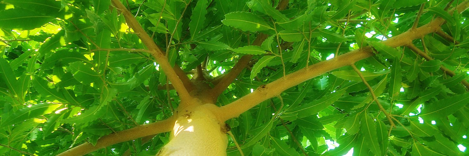 Unlimited Potential AZ banner