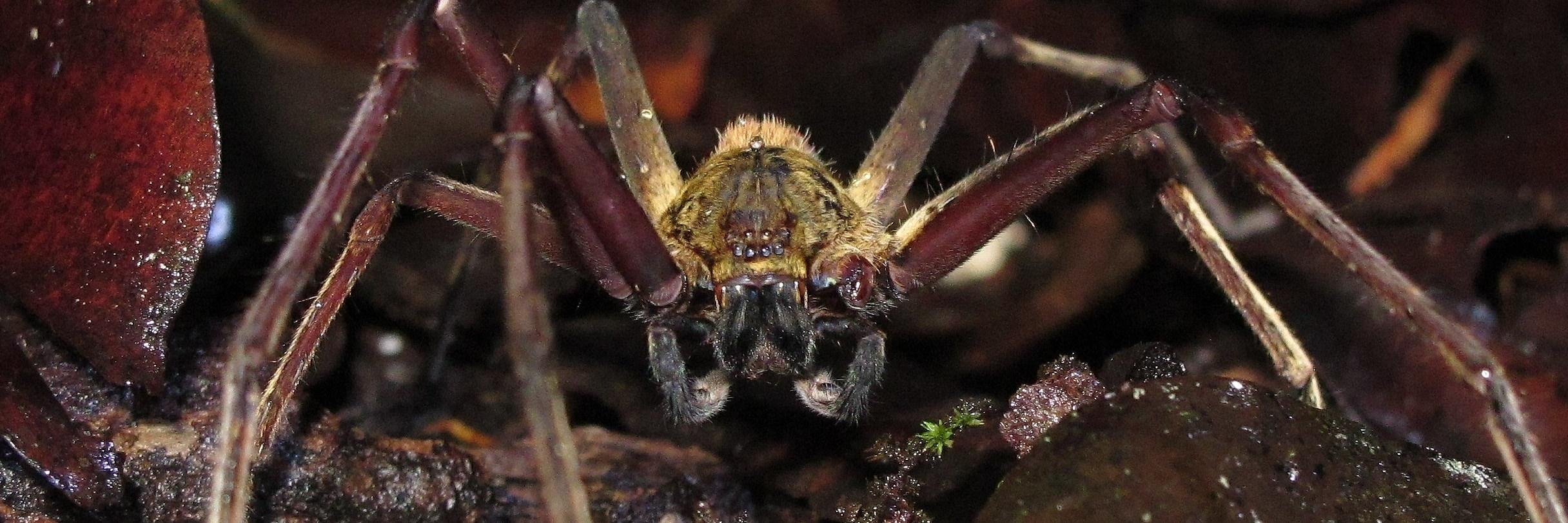 The Spider Chick banner