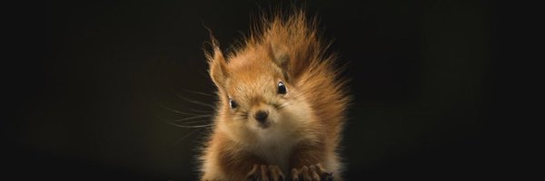 squirrelwhite3 Profile Banner