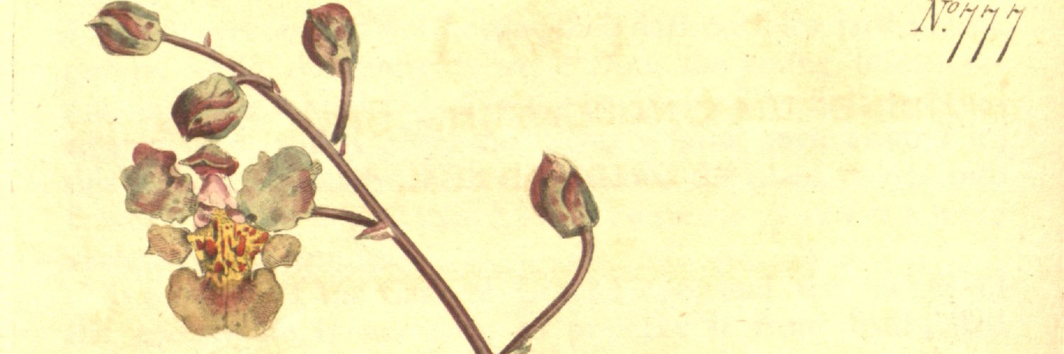BrowNatOrchids's profile banner image