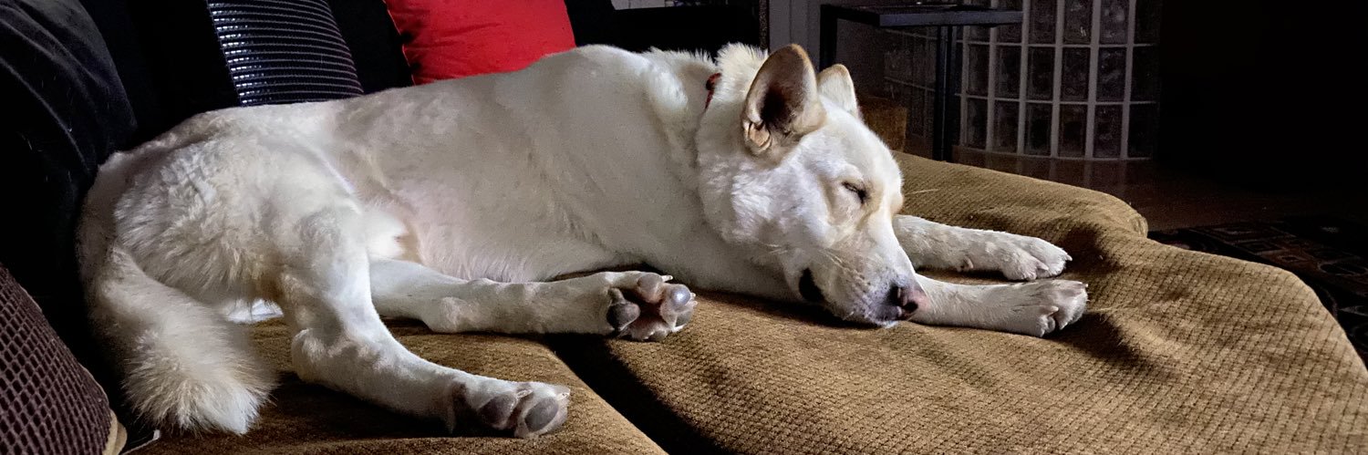 Zeus, Dog of Thunder banner