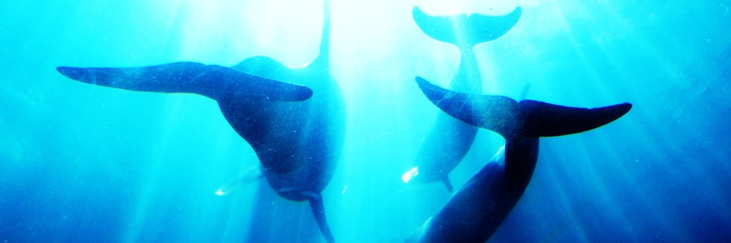 りゅう＊雑多垢🍅 banner