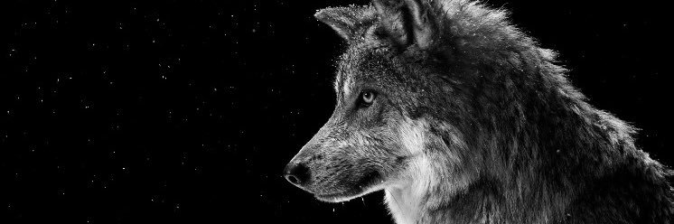 noah_guerin's profile banner image