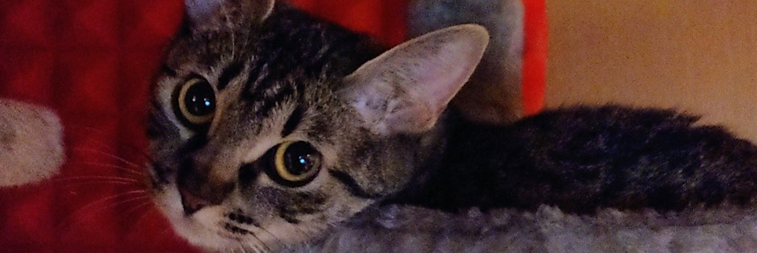 GGillGCafe's profile banner image
