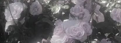 s2chu____'s profile banner image