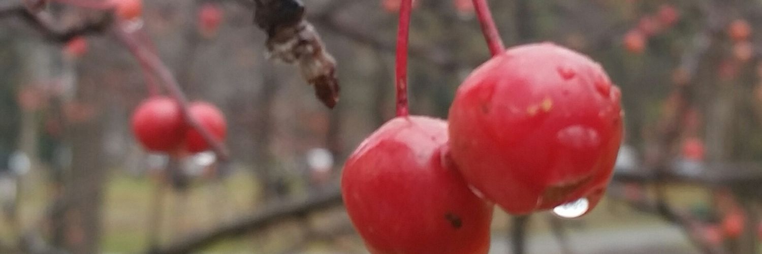 SarahArmageddon's profile banner image