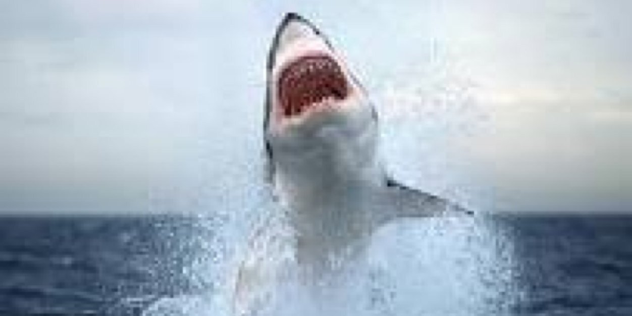 ElSharkDiablo's profile banner image