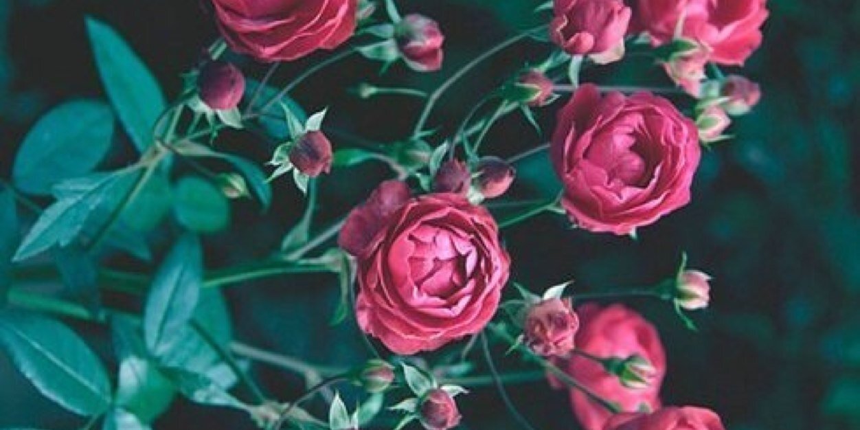 DieHappyTonight's profile banner image