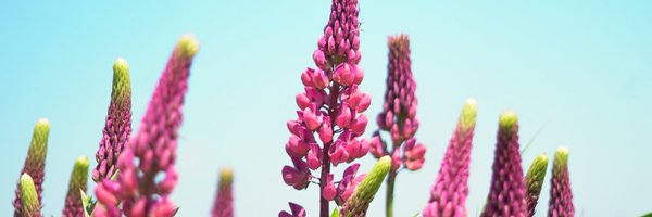 dennyking Profile Banner