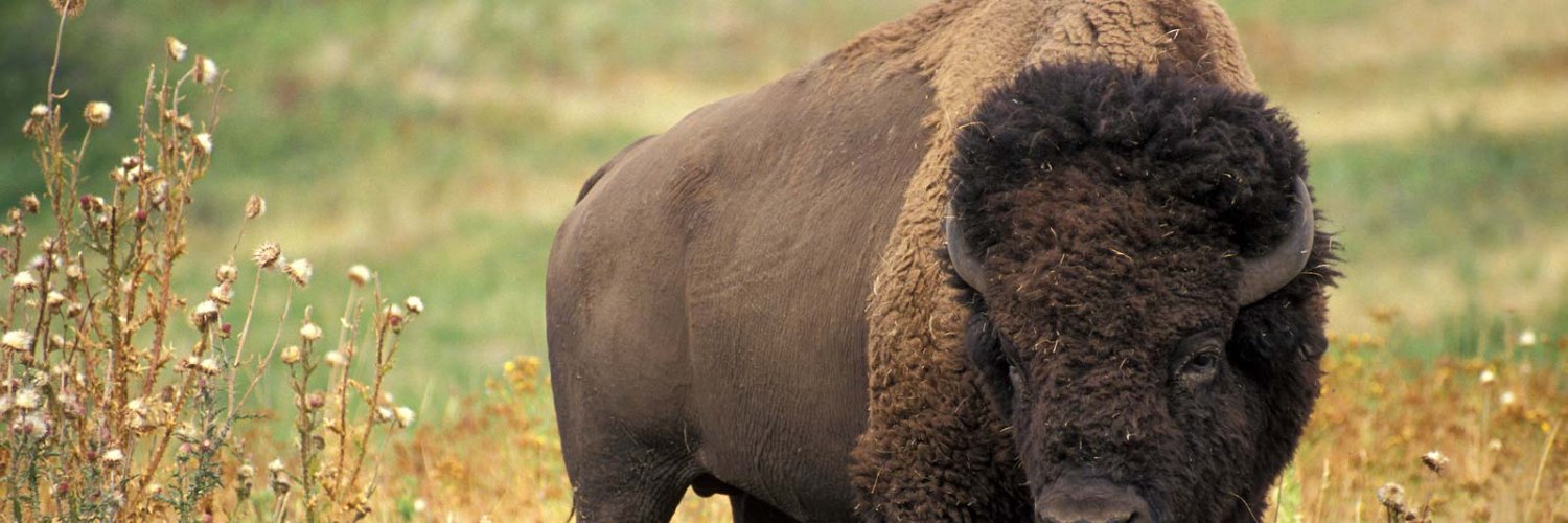 Your Favorite Bills Fan banner