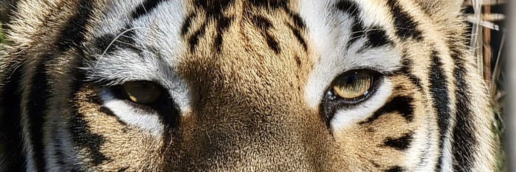 lidjit's profile banner image