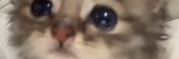 evilfakecel Profile Banner