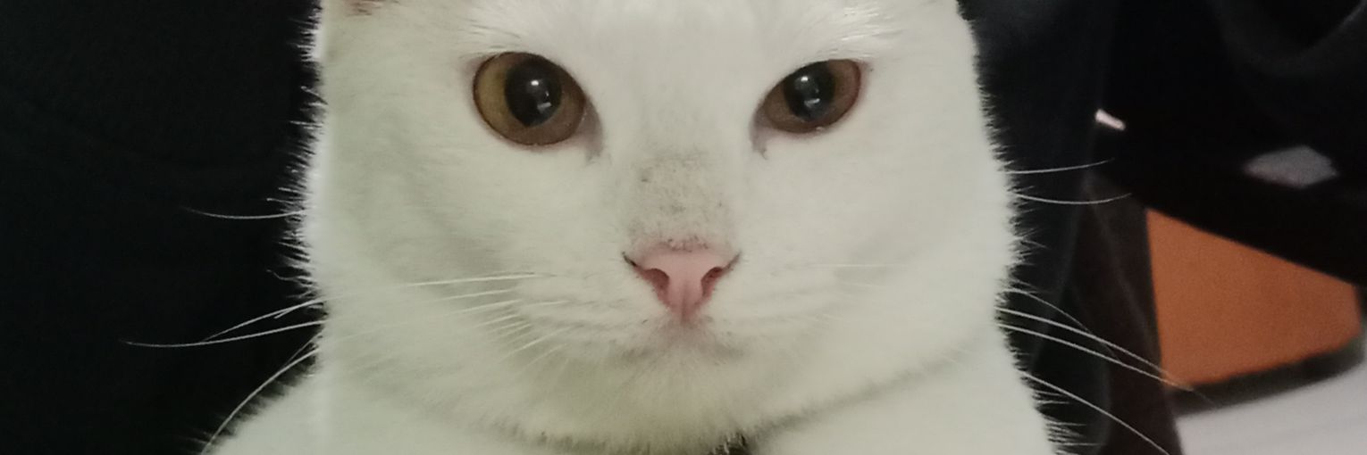 telurdadarenak🍳 banner