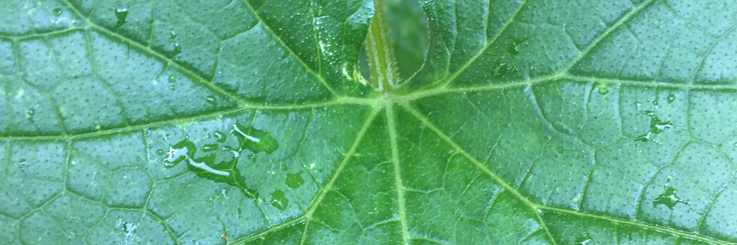 Cannaveena Sayoko banner