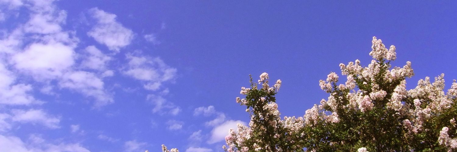 ayaeh's profile banner image