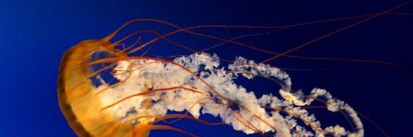 bento_ar Profile Banner