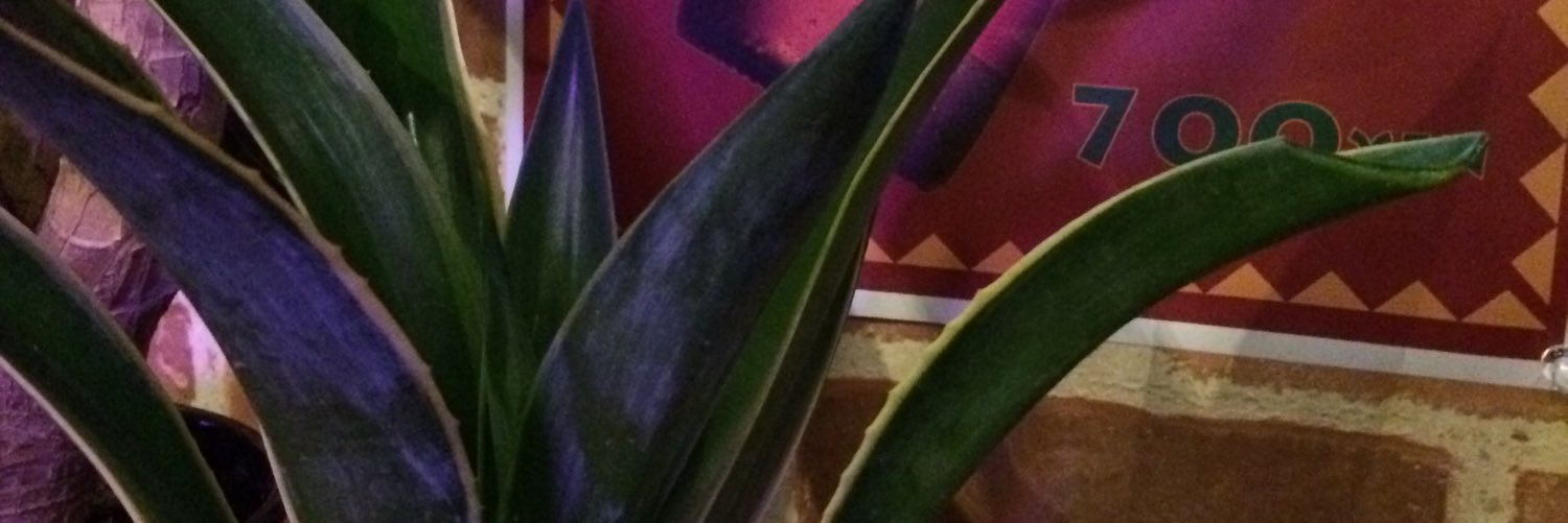 blocolivemusic's profile banner image