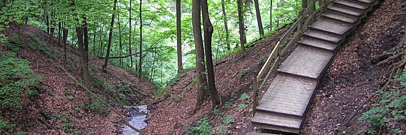 Tiffany Wierenga banner