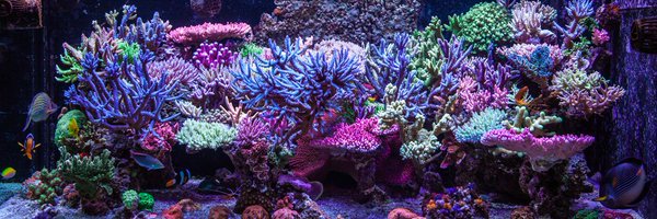 ReefCraze Profile Banner