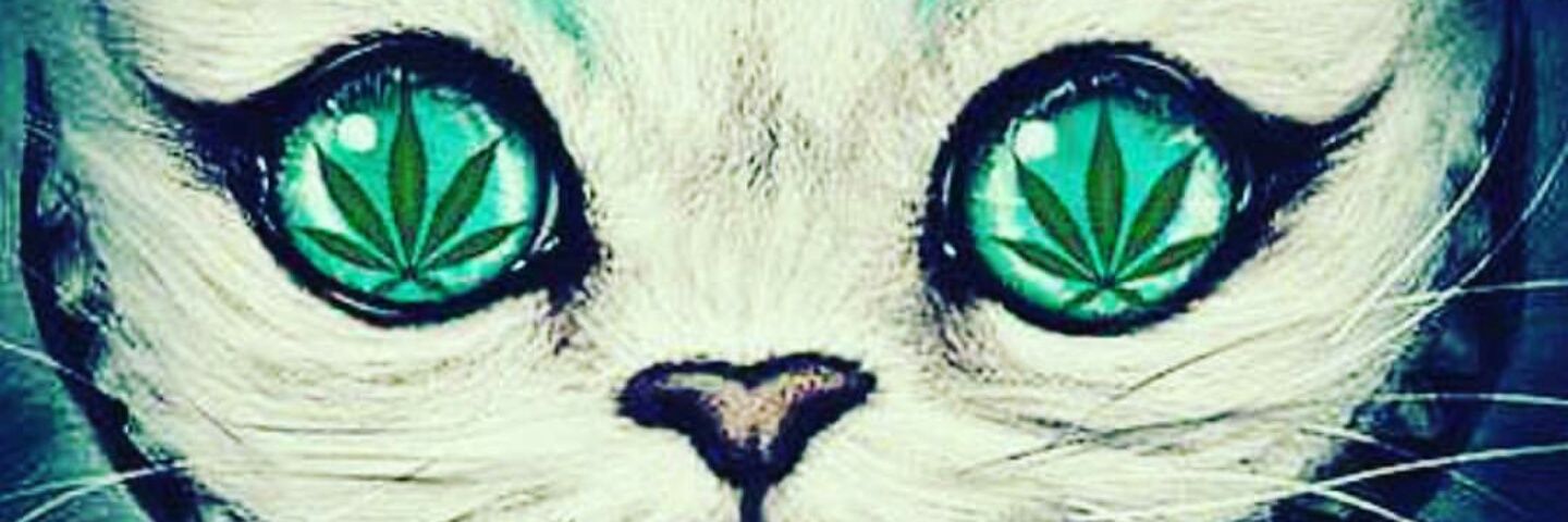kendraalaniz's profile banner image