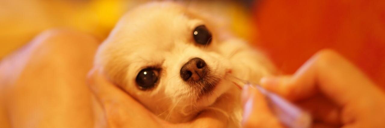 タイム涼介【犬に赤紙】1巻発売！　ピッコマ（MANGAバル） banner