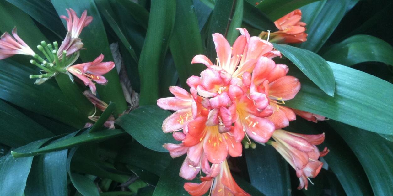 McDonald Trump banner