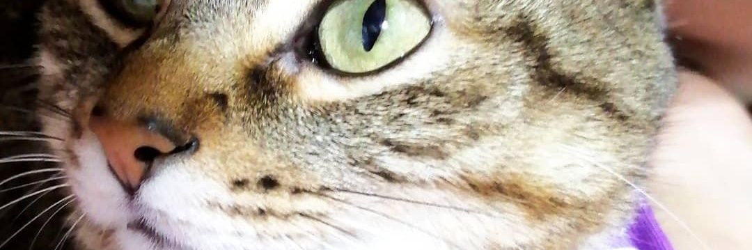 KathoMecato's profile banner image
