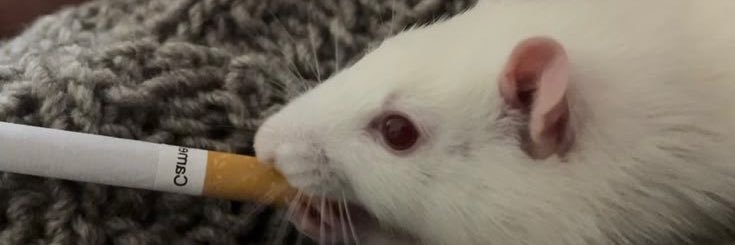 rata de esgoto 🐁 banner