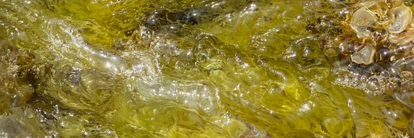 slowfoam Profile Banner