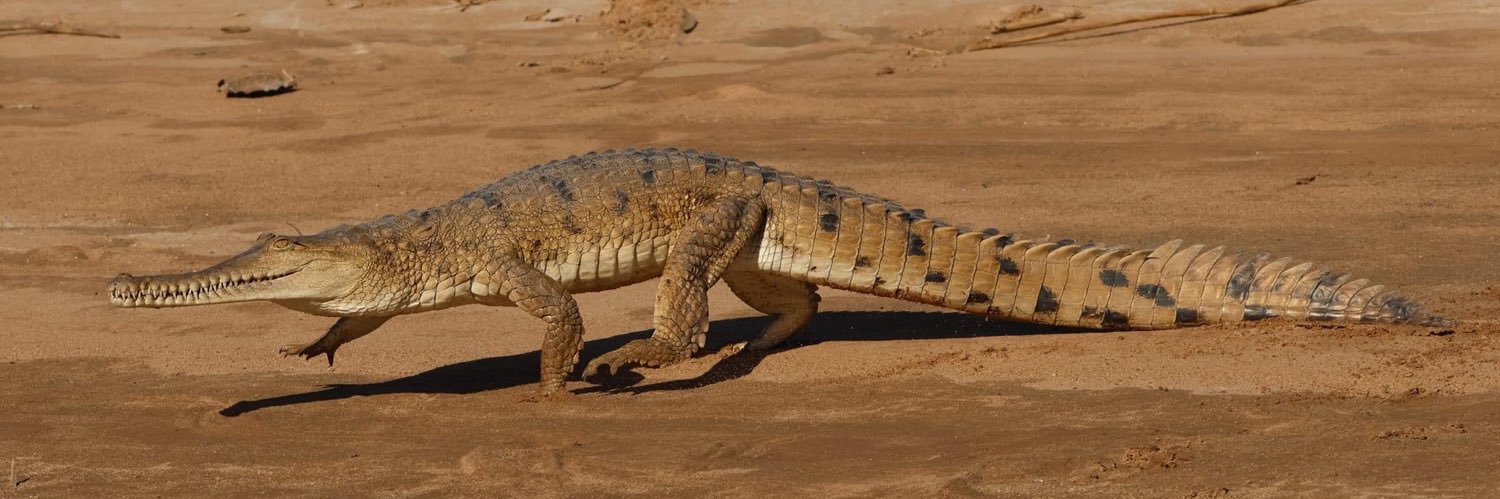 Crocodilian Specialist Group's banner
