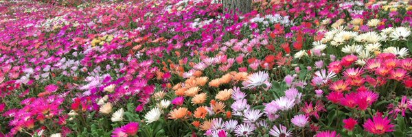 utsume_k Profile Banner