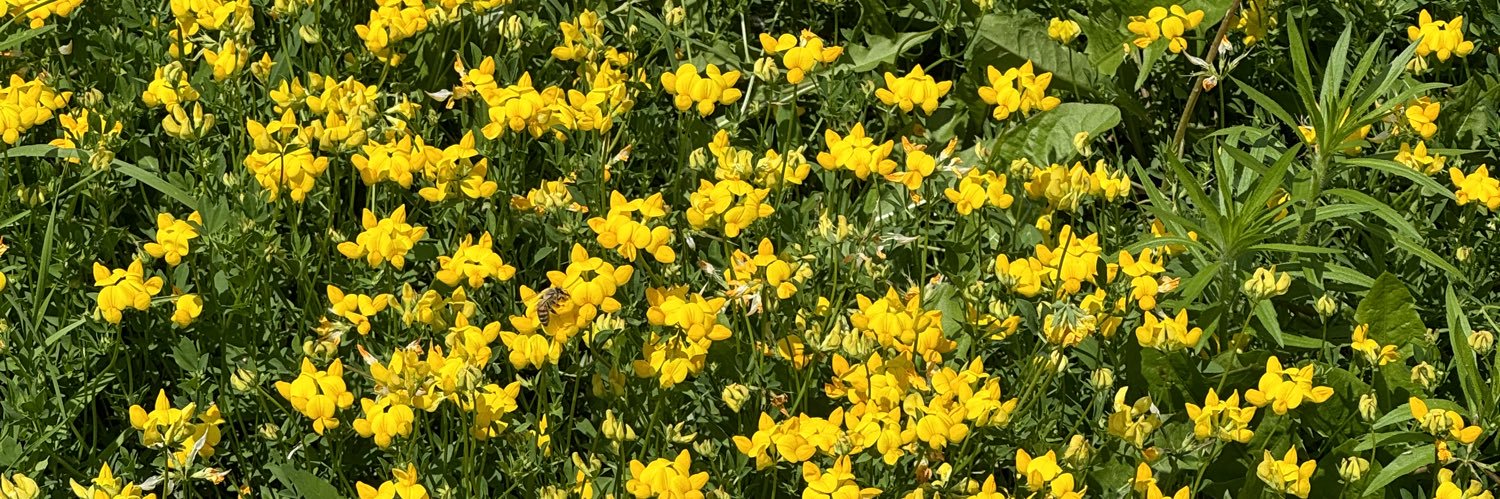 karlina sample banner