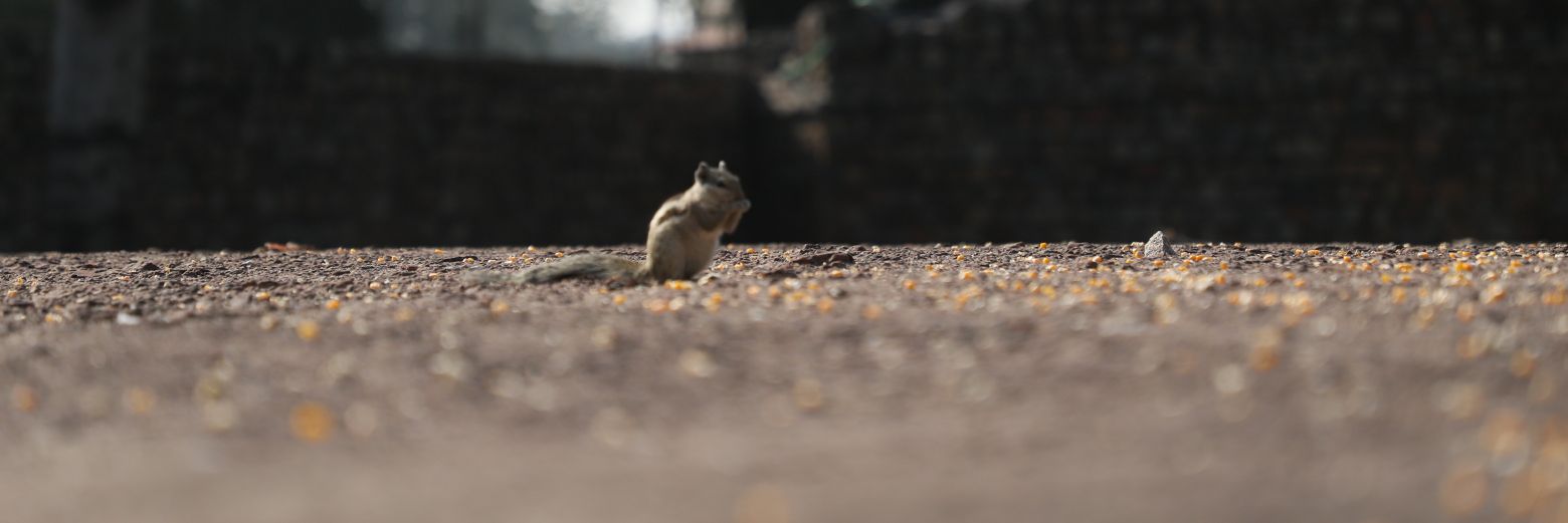 hemantsays's profile banner image