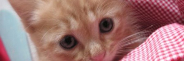 edo_runko Profile Banner