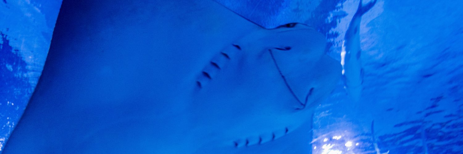 Oooootter🦦 banner