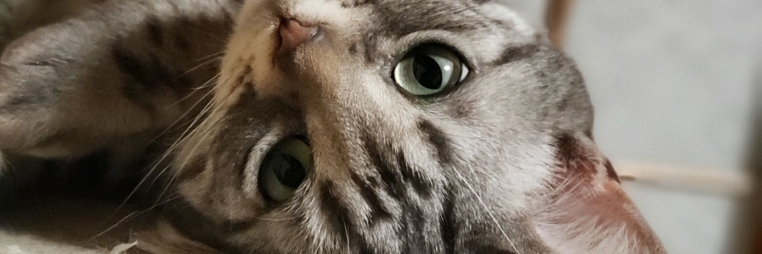 kobuco's profile banner image