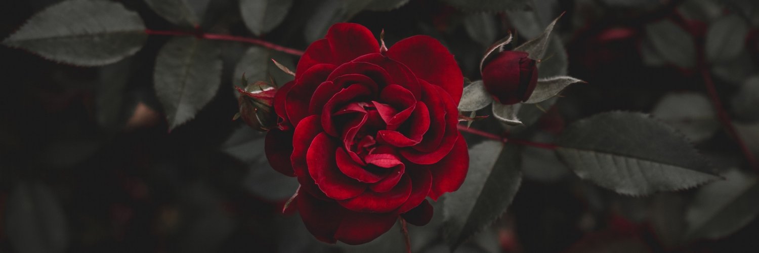 an_fwb's profile banner image