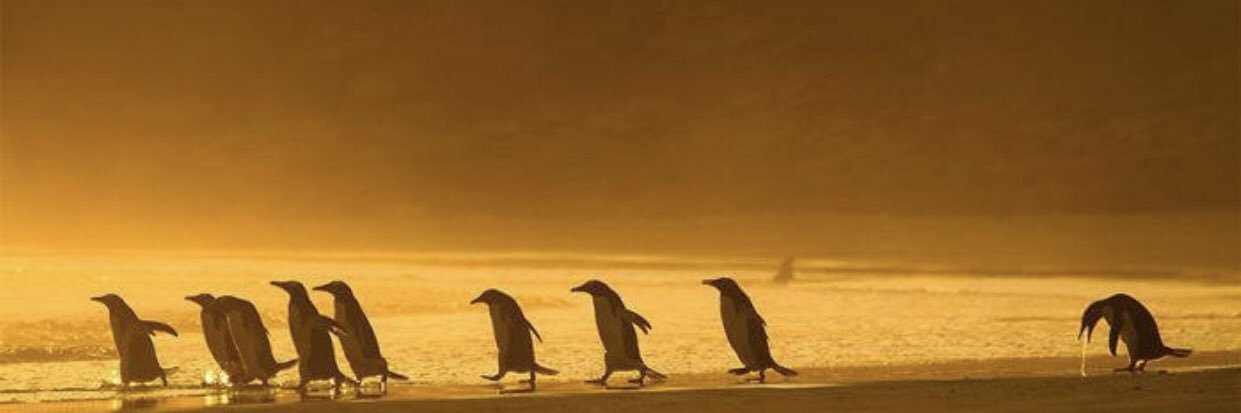 felishe3's profile banner image