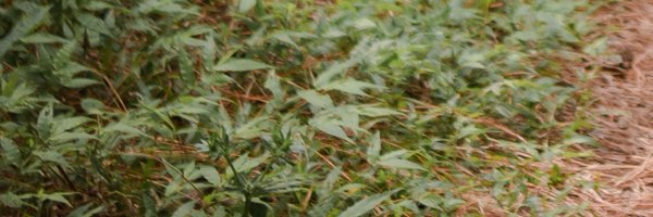 loki_vst Profile Banner