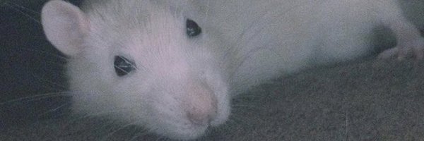 RaTcHaN999 Profile Banner