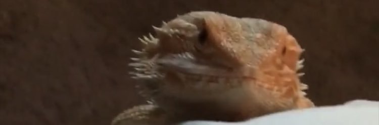 fvlapao's profile banner image