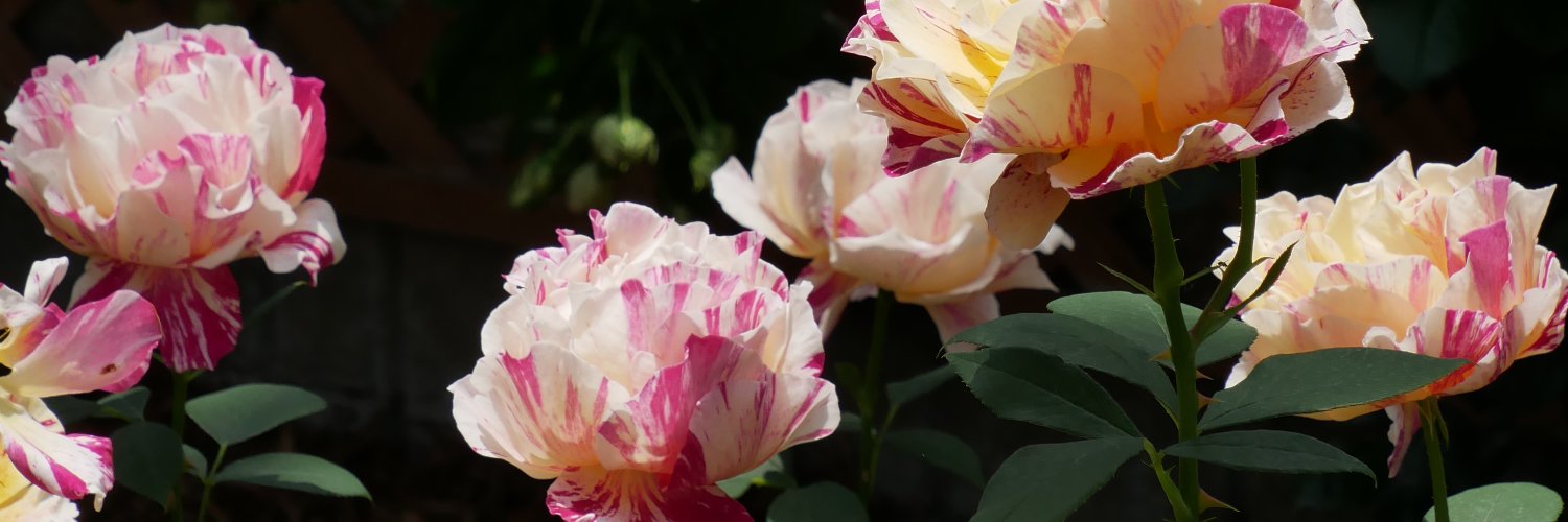 patpie9214's profile banner image