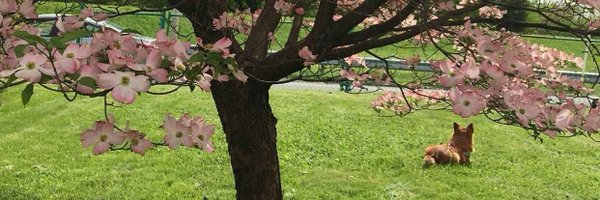 thedarthdingus Profile Banner