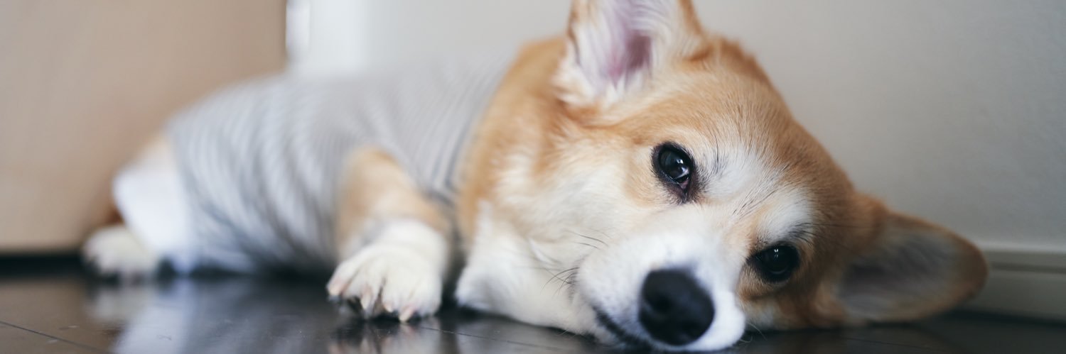 elmoelmodog's banner