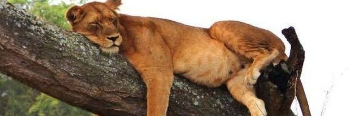 Edyelu David 🇺🇬 banner